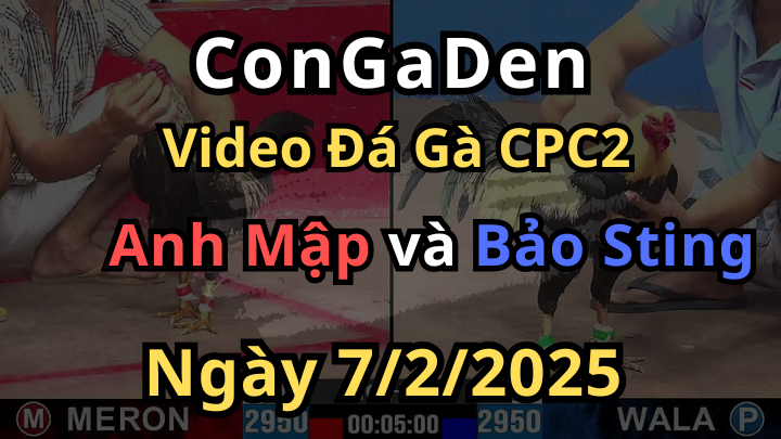 Idol Bảo Sting Hôm Nay Ăn Hành Quá Nhiều CPC2 7/2/2025