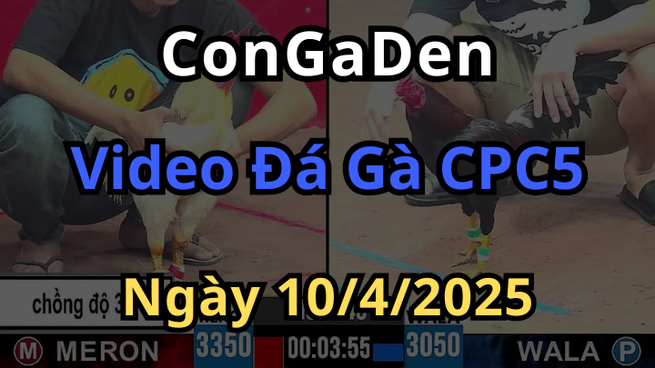 Video Đá Gà CPC5 bồ an giang ngày 10/4/2025