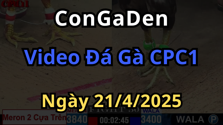 Xem lại Đá Gà Thomo CPC1 ngày 21/4/2025 có Binh Luận