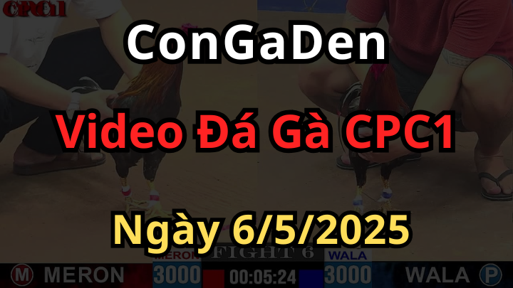 Xem Đá Gà Trực Tiếp Thomo CPC1 ngày 6/5/2025 hôm nay