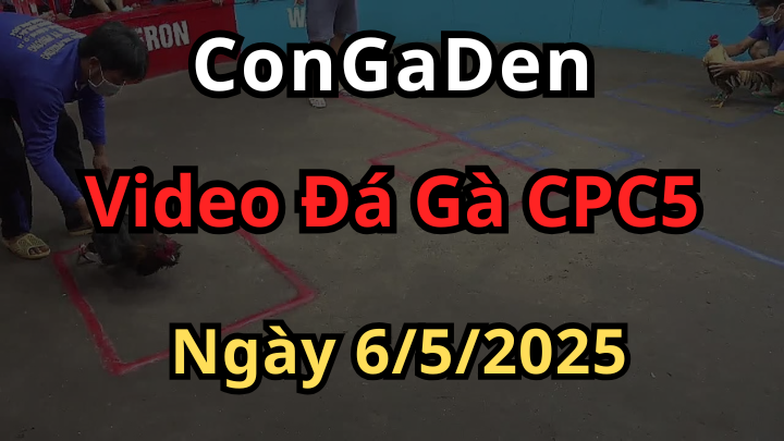 Video Đá Gà CPC5 Bồ An Giang ngày 6/5/2025