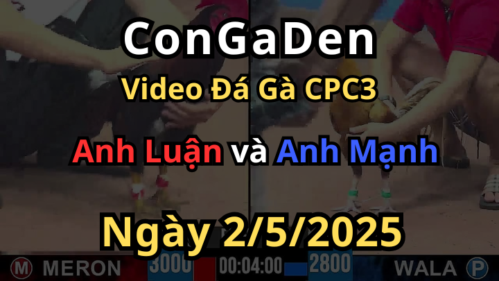 2 Con Gà Đá Như phim kiếm hiệp CPC3 2/5/2025